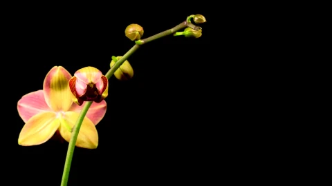 Video Stock Red Orchid On The Branch Opens Live Wallpaper Free - Free Live Wallpaper