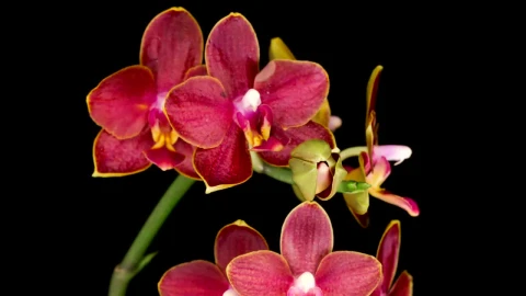 Video Stock Red Orchid Opens On Black Background Live Wallpaper Free - Free Live Wallpaper