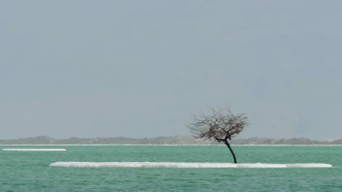 Free Stock Video Single Tree In The Dead Sea Live Wallpaper - Free Live Wallpaper