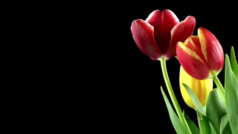 Free Stock Video Red Tulips On Black Background Live Wallpaper - Free Live Wallpaper