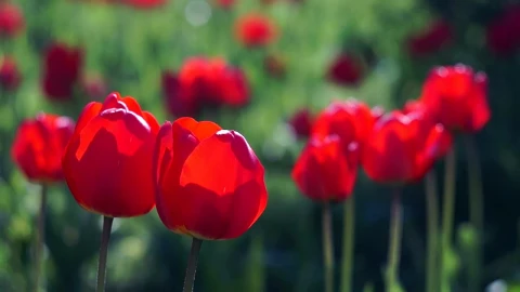 Free Stock Video Red Tulips Close Up Live Wallpaper - Free Live Wallpaper