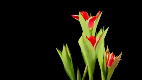 Free Stock Video Red Tulips Opens Live Wallpaper - Free Live Wallpaper