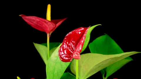 Free Stock Video Red Zantedeschias Opening Their Petals Live Wallpaper - Free Live Wallpaper