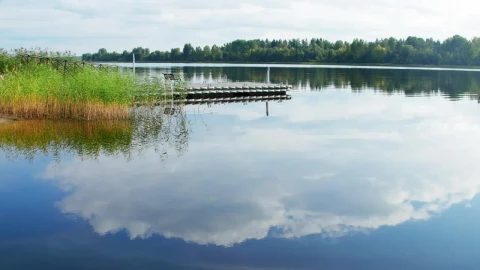 Free Stock Video Reeds Growing In A Lake Live Wallpaper - Free Live Wallpaper