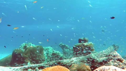 Free Stock Video Reef Full Of Biodiversity Live Wallpaper - Free Live Wallpaper