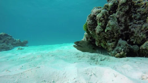 Free Stock Video Reef With Fish On The Seabed Live Wallpaper - Free Live Wallpaper