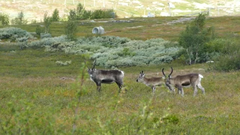 Free Stock Video Reindeer In A Green Valley Live Wallpaper - Free Live Wallpaper