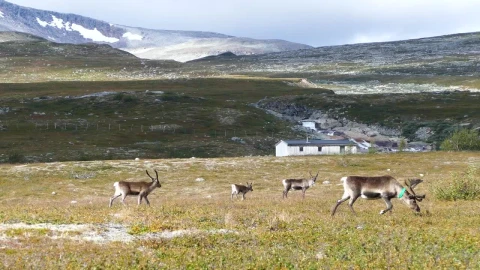 Free Stock Video Reindeer Walking Through The Valley Live Wallpaper - Free Live Wallpaper