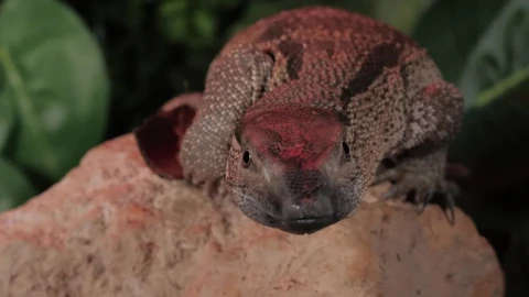 Free Stock Video Reptile On A Rock Live Wallpaper - Free Live Wallpaper