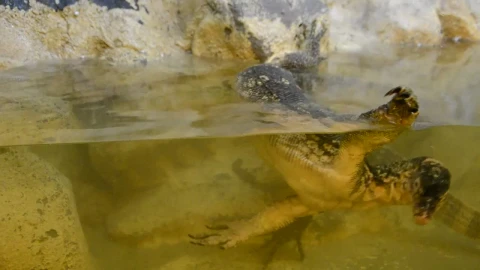 Free Stock Video Reptile In A Zoo Tank Live Wallpaper - Free Live Wallpaper