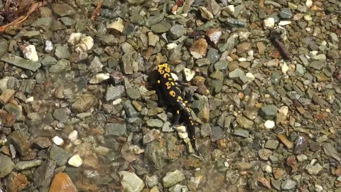 Free Stock Video Reptile Walking In A Stone Field Live Wallpaper - Free Live Wallpaper