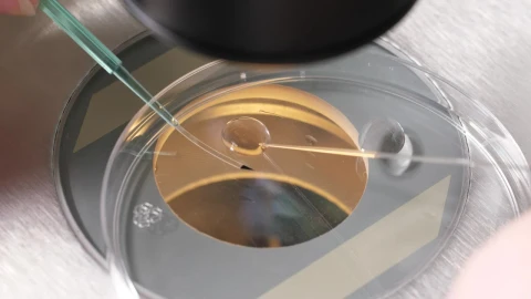 Free Stock Video Researcher Using A Microscope Live Wallpaper - Free Live Wallpaper