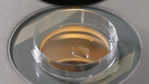 Free Stock Video Researcher Working With A Petri Dish Live Wallpaper - Free Live Wallpaper