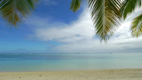 Free Stock Video Resting Below A Palm Live Wallpaper - Free Live Wallpaper