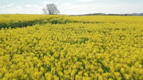 Free Stock Video Reverse Flying Over A Field Live Wallpaper - Free Live Wallpaper