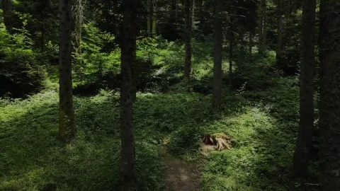 Free Stock Video Reverse Tour Of A Humid Forest Of Tall Trees Live Wallpaper - Free Live Wallpaper