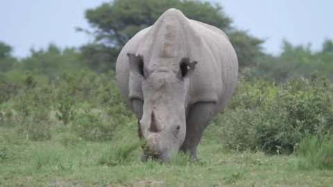 Free Stock Video Rhino Grazing In The Wild Live Wallpaper - Free Live Wallpaper