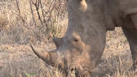 Free Stock Video Rhino Grazing On Dry Grass Live Wallpaper - Free Live Wallpaper