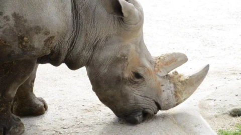 Free Stock Video Rhinoceros In A Zoo Live Wallpaper - Free Live Wallpaper