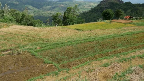 Free Stock Video Rice Fields And The Mountains In Sri Lanka Live Wallpaper - Free Live Wallpaper