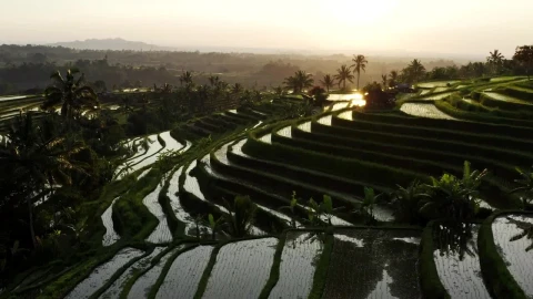 Free Stock Video Rice Terrace Filled With Water Aerial Shot Live Wallpaper - Free Live Wallpaper
