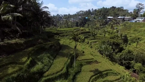 Free Stock Video Rice Terraces Paradise Live Wallpaper - Free Live Wallpaper