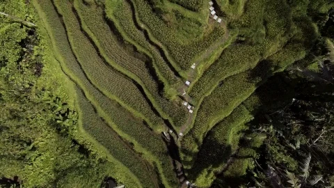 Free Stock Video Rice Terraces On Bali Aerial Tilt Shot Live Wallpaper - Free Live Wallpaper