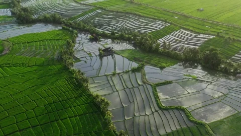 Free Stock Video Rice Terraces With Water In The Countryside Live Wallpaper - Free Live Wallpaper