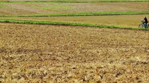 Free Stock Video Riding A Bicycle In The Agriculture Fields Live Wallpaper - Free Live Wallpaper