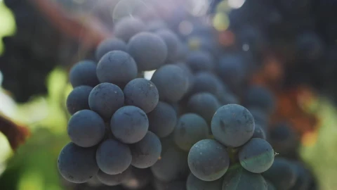 Free Stock Video Ripe Grapes Before Harvest Live Wallpaper - Free Live Wallpaper