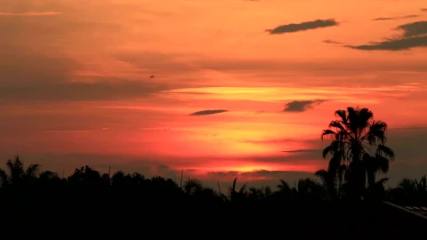 Free Stock Video Rising Sun Over Tall Trees Live Wallpaper - Free Live Wallpaper