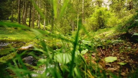 Free Stock Video River In A Spring Forest Full Of Trees Live Wallpaper - Free Live Wallpaper