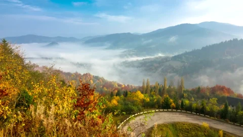 Free Stock Video Road Curve On An Autumn Forest Live Wallpaper - Free Live Wallpaper