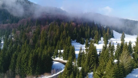 Free Stock Video Road Going Through A Snowy Forest At A Sunny Day Live Wallpaper - Free Live Wallpaper