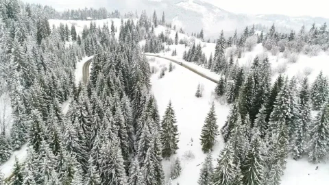 Free Stock Video Road In A Snowy Forest With Pine Trees Live Wallpaper - Free Live Wallpaper
