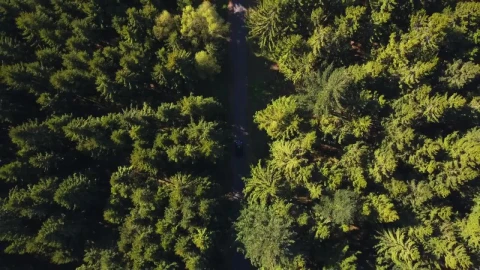 Free Stock Video Road In The Middle Of A Forest Top Aerial Shot Live Wallpaper - Free Live Wallpaper