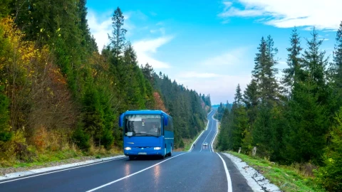 Free Stock Video Road In The Middle Of The Forest Live Wallpaper - Free Live Wallpaper
