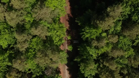 Free Stock Video Road Through A Pine Forest Seen From Above Live Wallpaper - Free Live Wallpaper