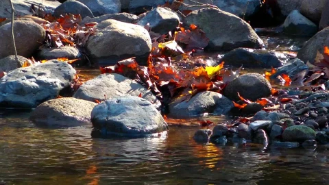 Free Stock Video Rocks In A River In Autumn Live Wallpaper - Free Live Wallpaper