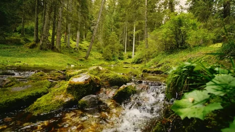 Free Stock Video Rocky Stream Flows Through Mossy Forest Live Wallpaper - Free Live Wallpaper
