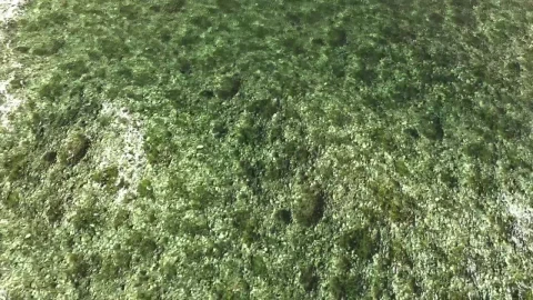 Free Stock Video Rocky Surface Under Crystal Clear Water Live Wallpaper - Free Live Wallpaper