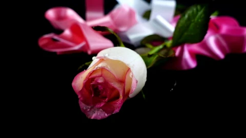 Free Stock Video Romantic Composition Of A Flower And Ribbons Live Wallpaper - Free Live Wallpaper