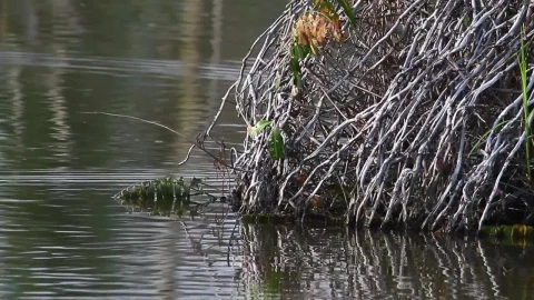 Free Stock Video Roots Growing Into Swamp Water Live Wallpaper - Free Live Wallpaper