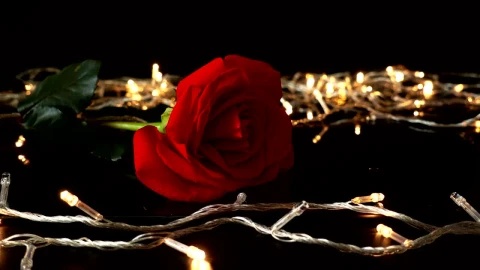 Free Stock Video Rose And Golden Lights Live Wallpaper - Free Live Wallpaper