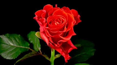 Free Stock Video Rose Flower On Black Background Live Wallpaper - Free Live Wallpaper