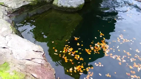 Free Stock Video Rose Leaves Floating In A Pond Live Wallpaper - Free Live Wallpaper