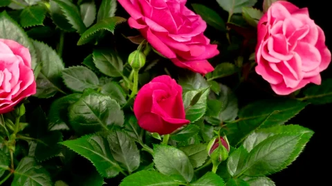 Free Stock Video Roses Blooming In The Branches Live Wallpaper - Free Live Wallpaper