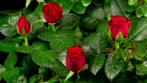 Free Stock Video Roses Blooming On A Rosebush Live Wallpaper - Free Live Wallpaper