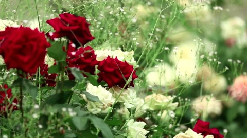 Free Stock Video Roses Bouquet Closeup Live Wallpaper - Free Live Wallpaper