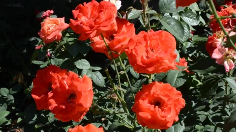 Free Stock Video Roses Blowing In A Gentle Breeze Live Wallpaper - Free Live Wallpaper